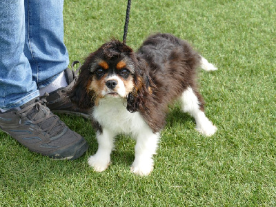 Du Temps Des Amazones - Cavalier King Charles Spaniel - Portée née le 13/05/2024