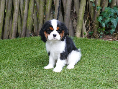 Du Temps Des Amazones - Cavalier King Charles Spaniel - Portée née le 04/10/2024