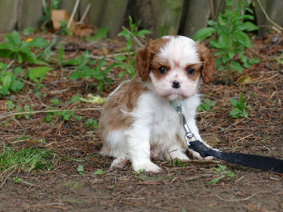 Du Temps Des Amazones - Cavalier King Charles Spaniel - Portée née le 06/09/2024