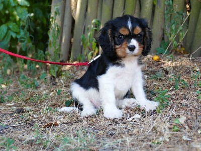 CHIOT MALE COLLIER VERT