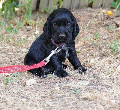 CHIOT FEMELLE NOIR COLLIER VIOLET