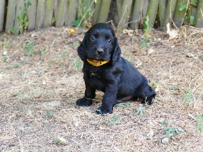 CHIOT MALE NOIR COLLIER JAUNE