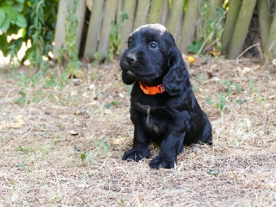 CHIOT MALE NOIR COLLIER ORANGE