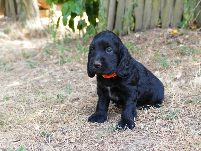 CHIOT MALE NOIR COLLIER ORANGE