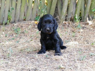 CHIOT MALE NOIR COLLIER JAUNE