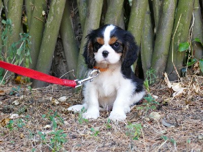 CHIOT MALE COLLIER ORANGE