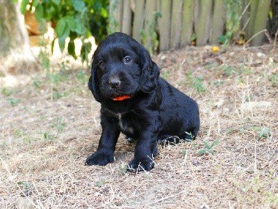 CHIOT MALE NOIR COLLIER ORANGE