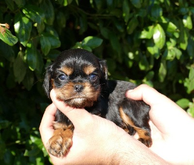 CHIOT MALE NOIR FEU