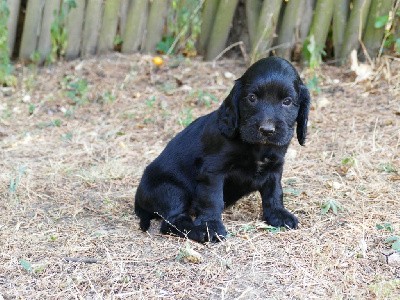 CHIOT MALE NOIR COLLIER JAUNE