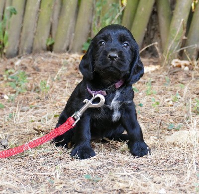 CHIOT FEMELLE NOIR COLLIER VIOLET