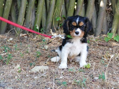 CHIOT MALE COLLIER VERT