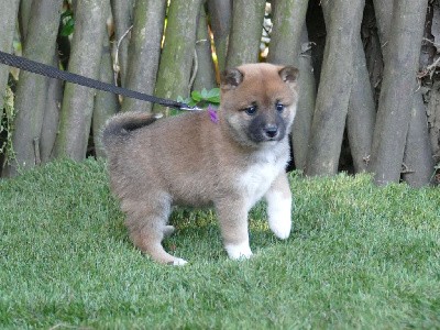 CHIOT FEMELLE COLLIER VIOLET