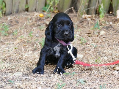 CHIOT FEMELLE NOIR COLLIER VIOLET