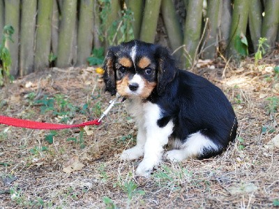 CHIOT MALE COLLIER VERT