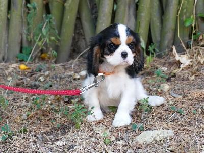 CHIOT MALE COLLIER ORANGE