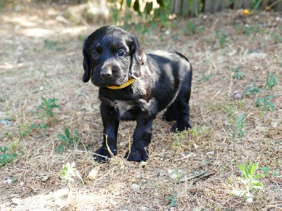 CHIOT FEMELLE NOIR COLLIER JAUNE