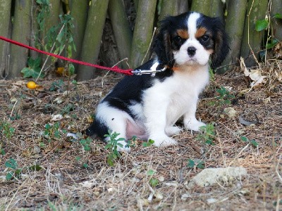 CHIOT MALE COLLIER ORANGE