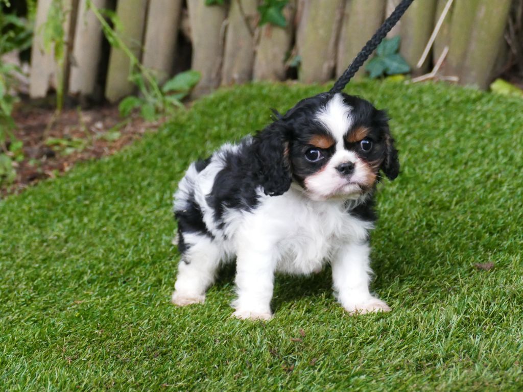 Du Temps Des Amazones - Chiot disponible  - Cavalier King Charles Spaniel