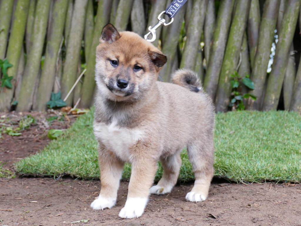 Du Temps Des Amazones - Chiot disponible  - Shiba