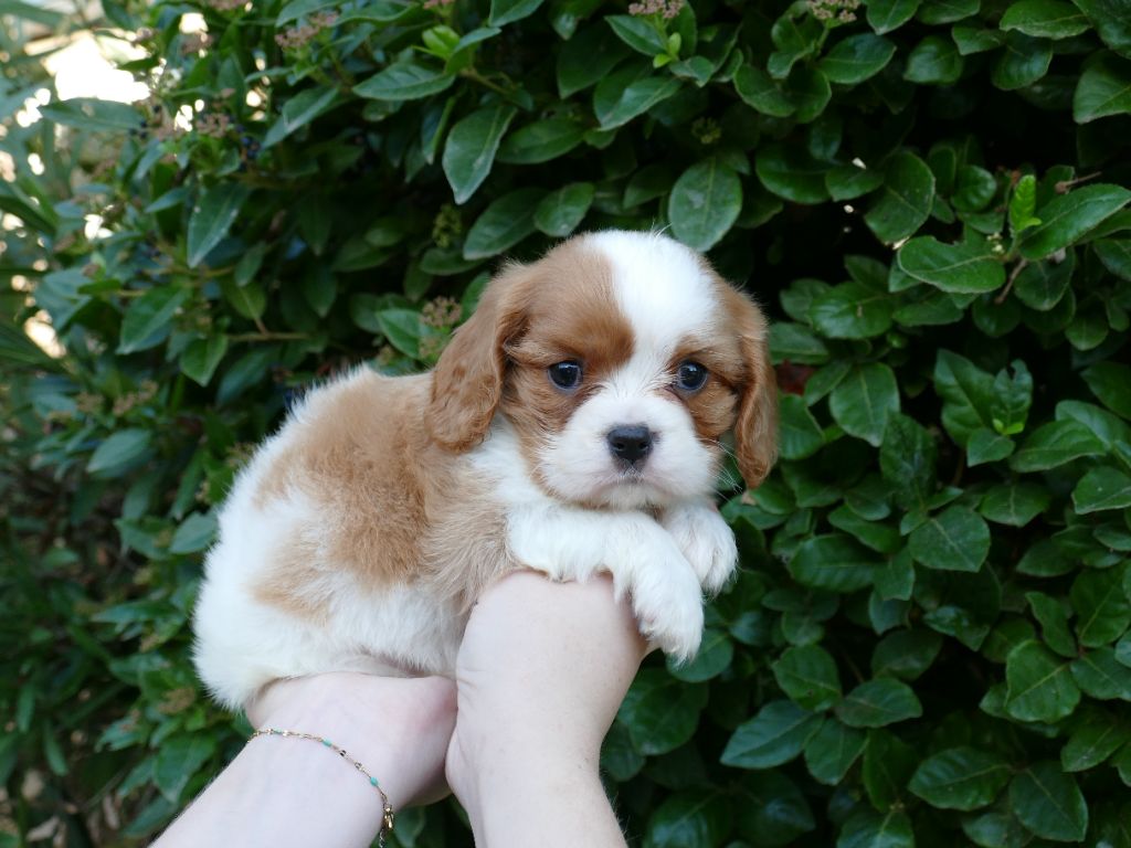 Du Temps Des Amazones - Chiot disponible  - Cavalier King Charles Spaniel