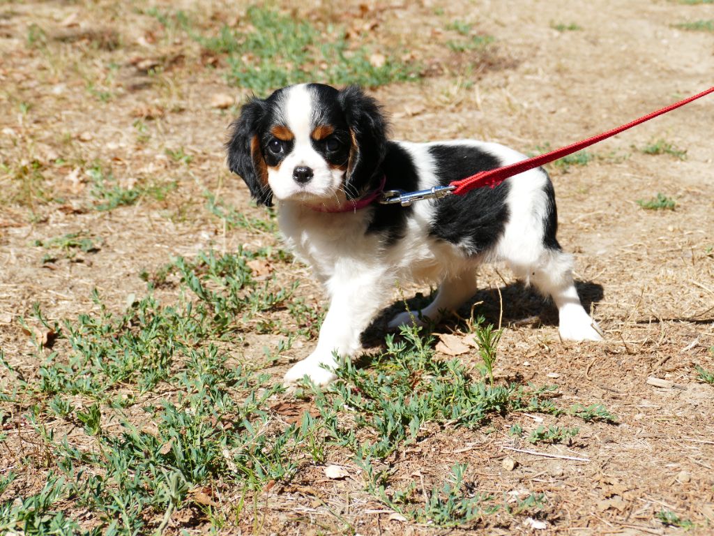 Du Temps Des Amazones - Chiot disponible  - Cavalier King Charles Spaniel