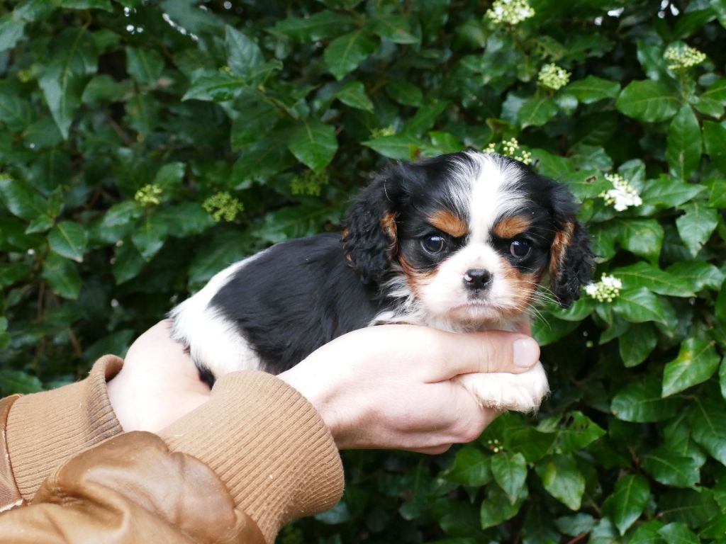 Du Temps Des Amazones - Chiot disponible  - Cavalier King Charles Spaniel