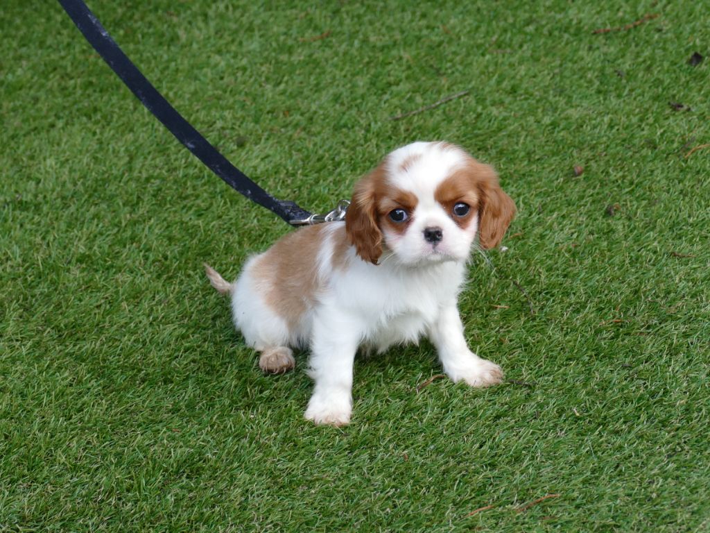 Du Temps Des Amazones - Chiot disponible  - Cavalier King Charles Spaniel