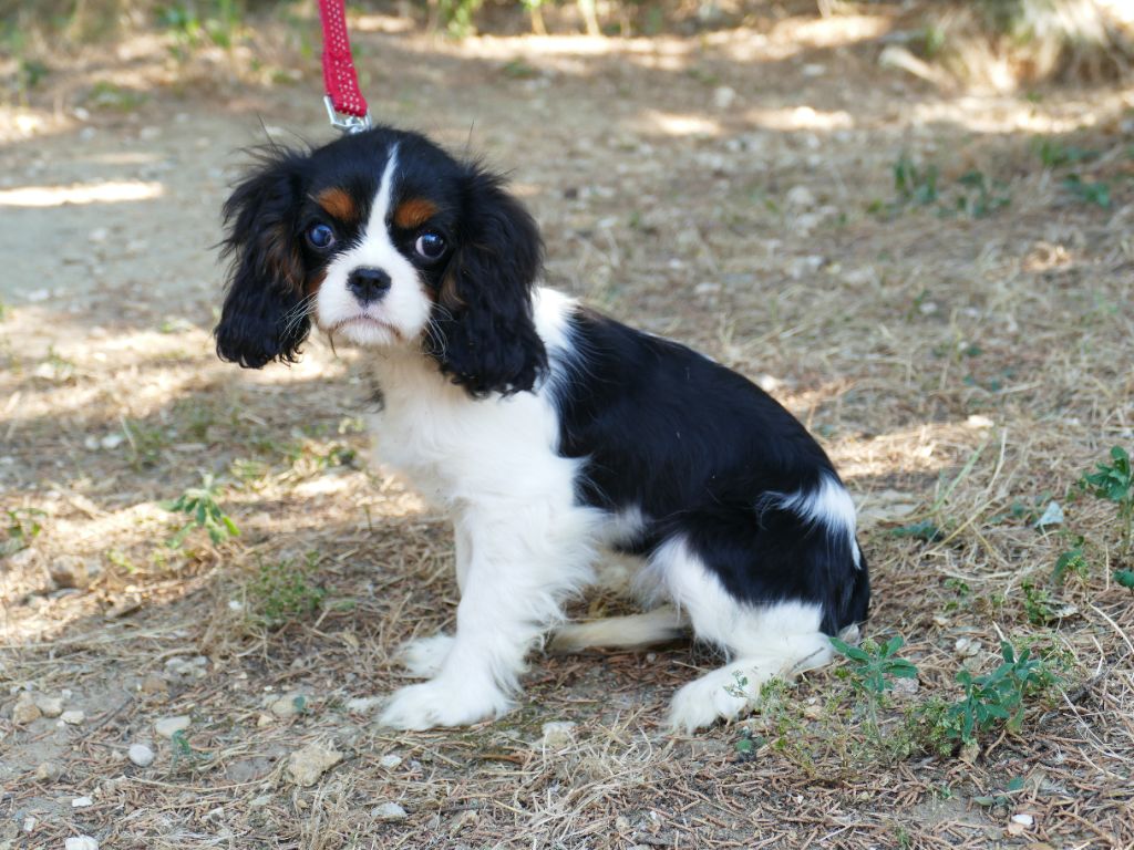 Du Temps Des Amazones - Chiot disponible  - Cavalier King Charles Spaniel