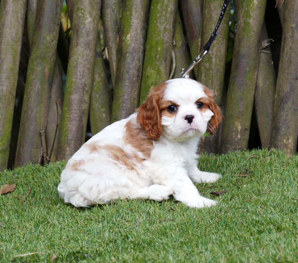 Du Temps Des Amazones - Chiot disponible  - Cavalier King Charles Spaniel