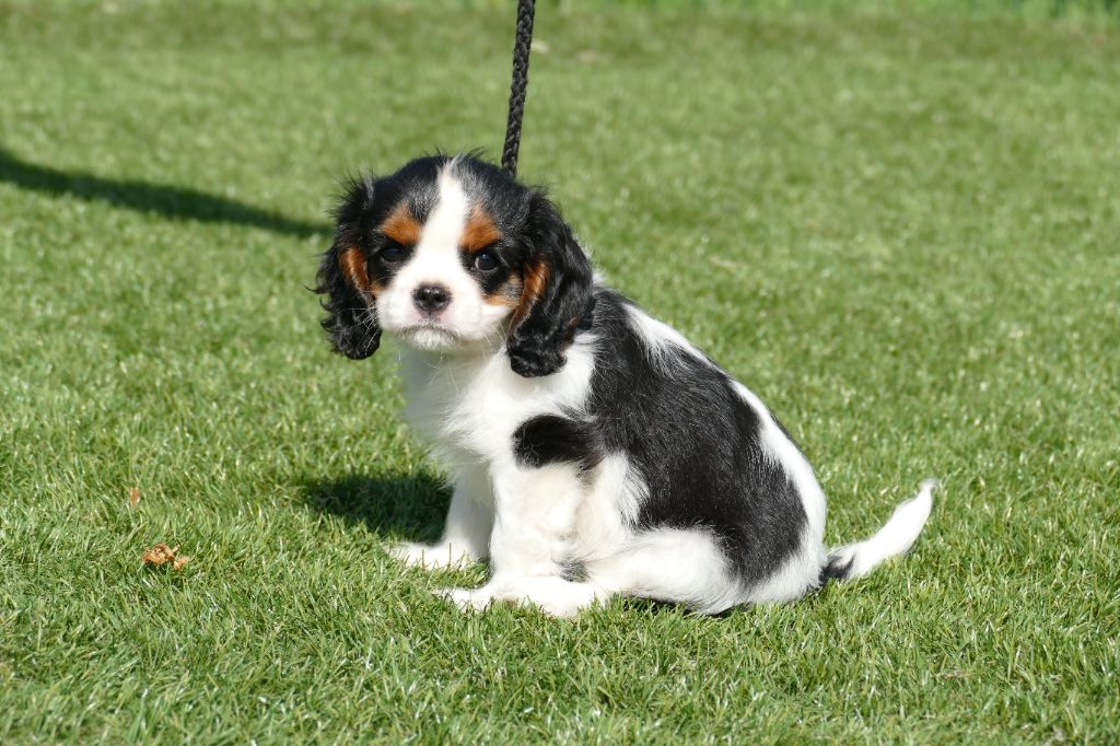 Du Temps Des Amazones - Chiot disponible  - Cavalier King Charles Spaniel