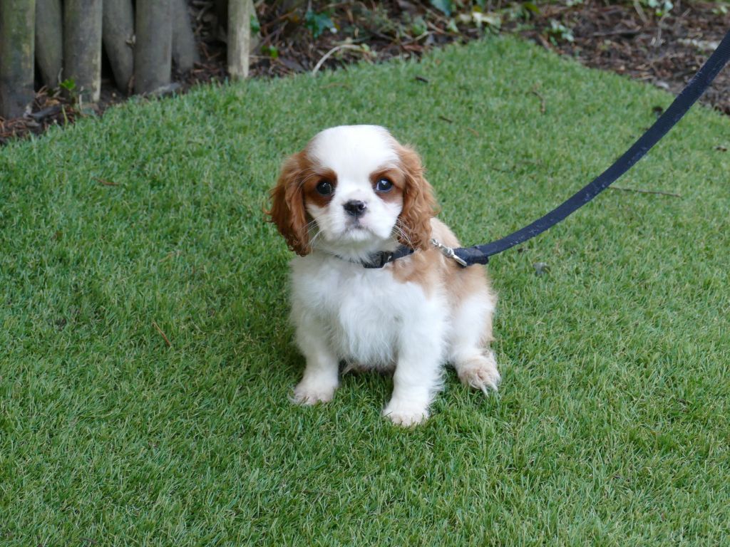 Du Temps Des Amazones - Chiot disponible  - Cavalier King Charles Spaniel