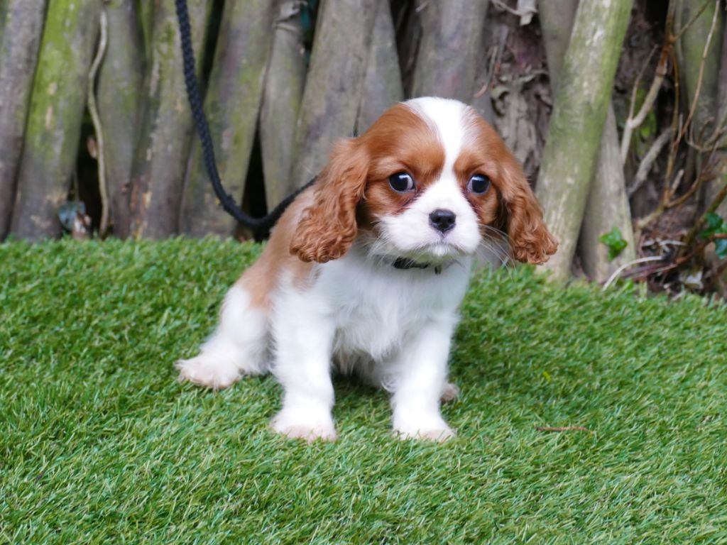 Du Temps Des Amazones - Chiot disponible  - Cavalier King Charles Spaniel