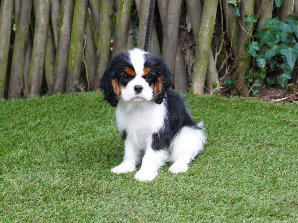 Du Temps Des Amazones - Chiot disponible  - Cavalier King Charles Spaniel