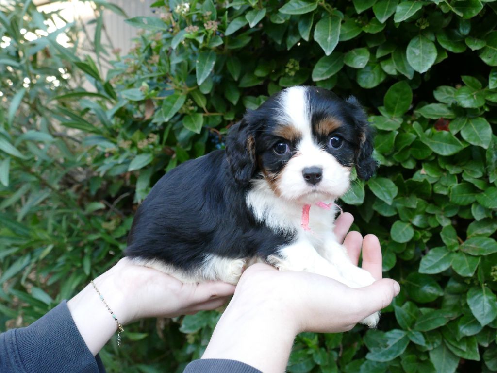 Du Temps Des Amazones - Chiot disponible  - Cavalier King Charles Spaniel