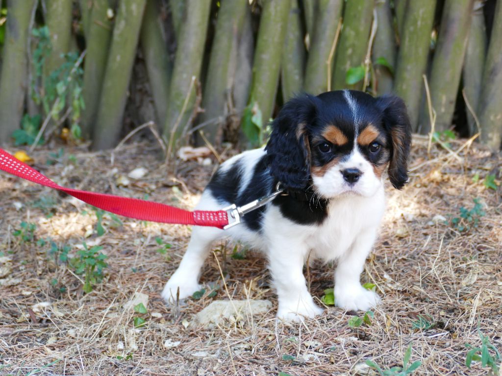 Du Temps Des Amazones - Chiot disponible  - Cavalier King Charles Spaniel