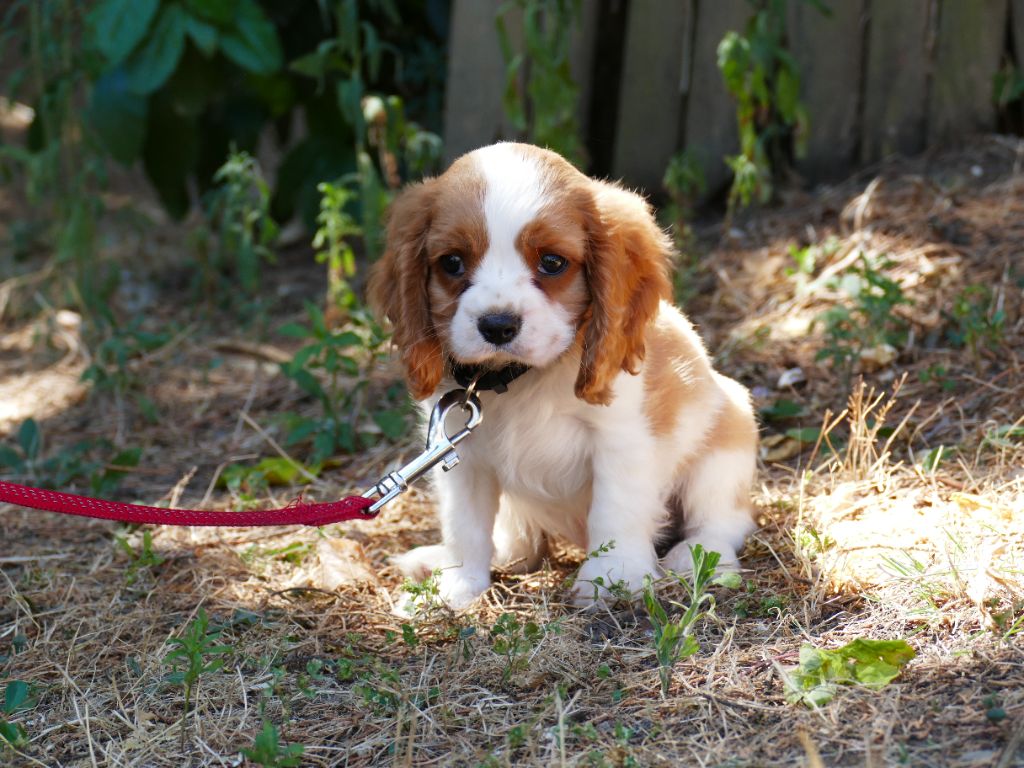 Du Temps Des Amazones - Chiot disponible  - Cavalier King Charles Spaniel