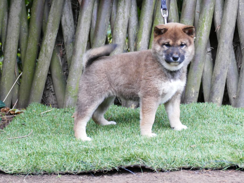 Du Temps Des Amazones - Chiot disponible  - Shiba