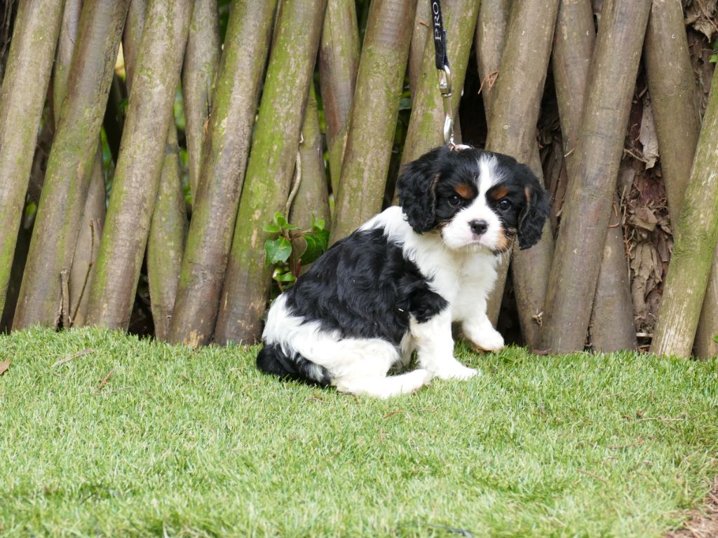 Du Temps Des Amazones - Chiot disponible  - Cavalier King Charles Spaniel