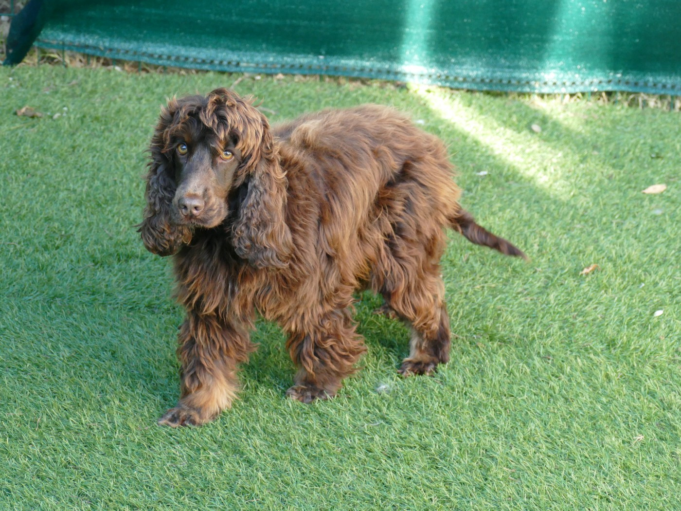 Uzi des Pitchoucas de Lacapelette