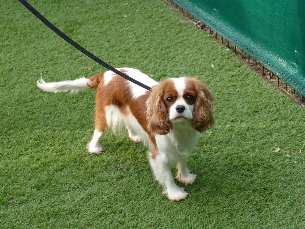 Ursula Du Temps Des Amazones