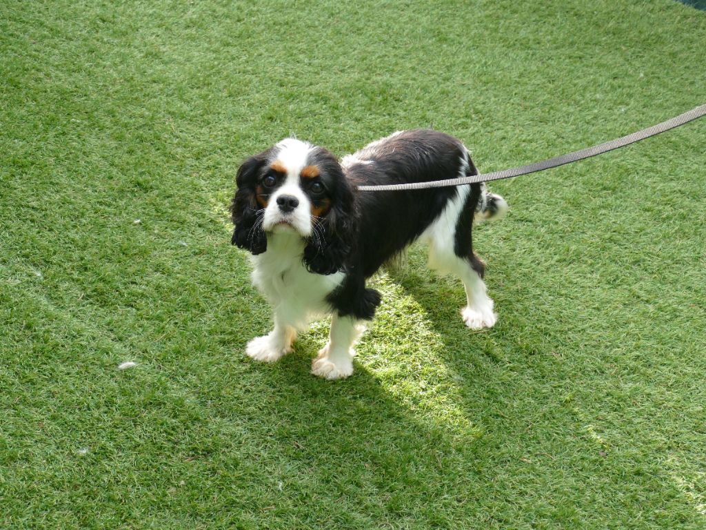 Villow Du Temps Des Amazones