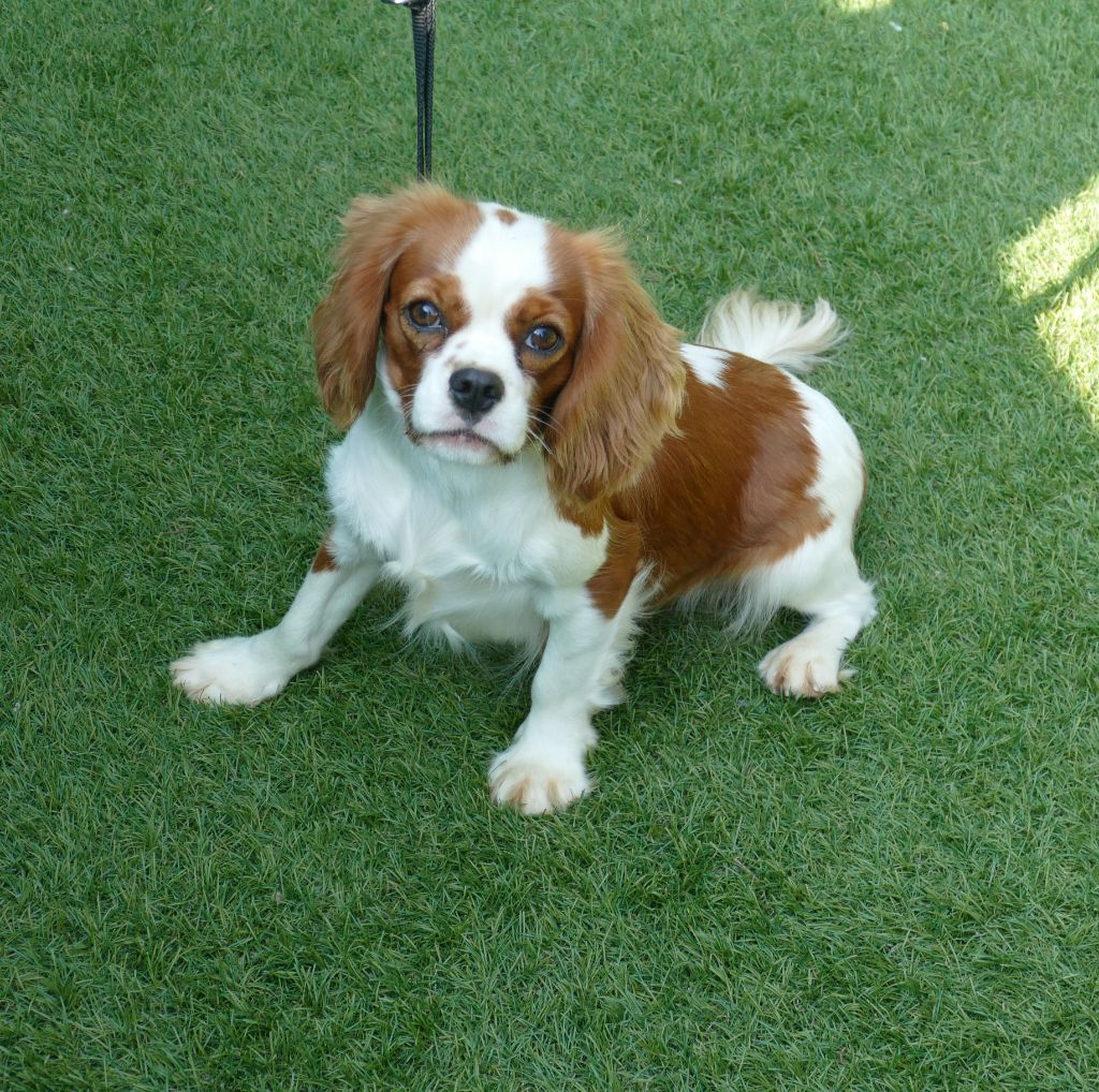 Volta Du Temps Des Amazones