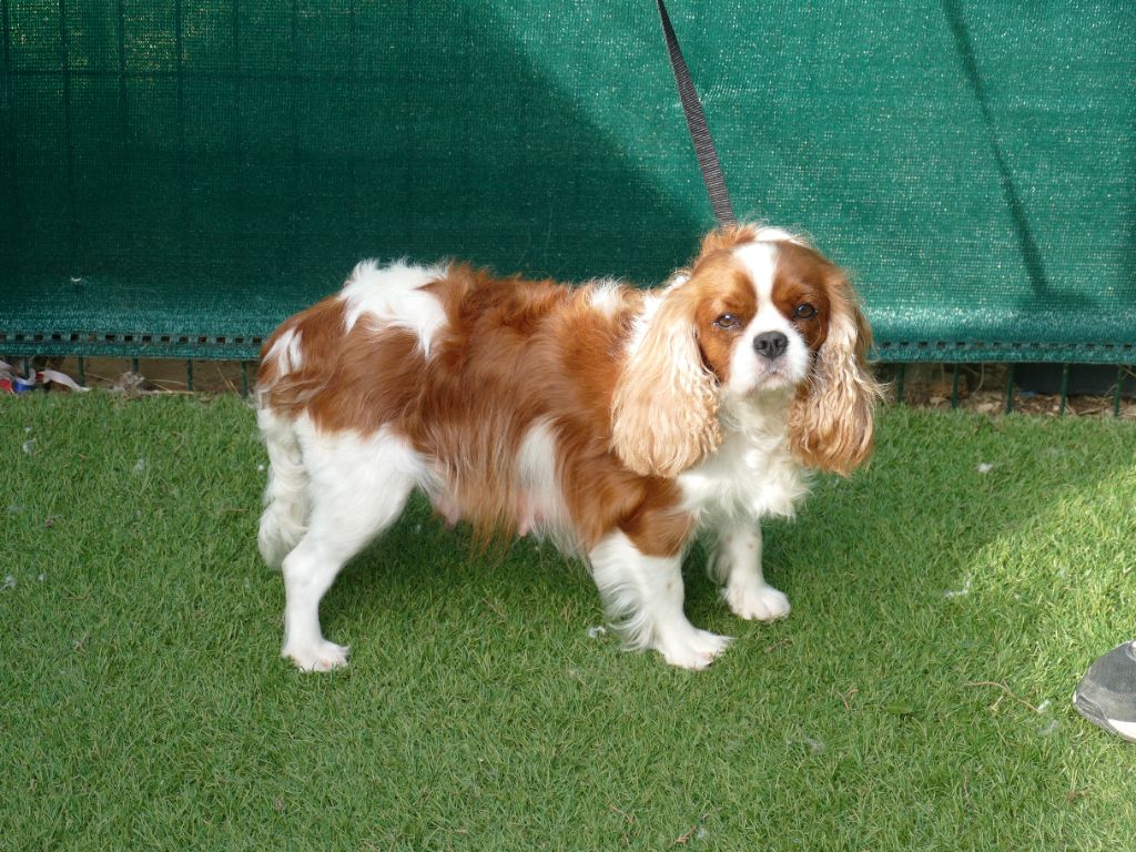 Ulyssia Du Temps Des Amazones