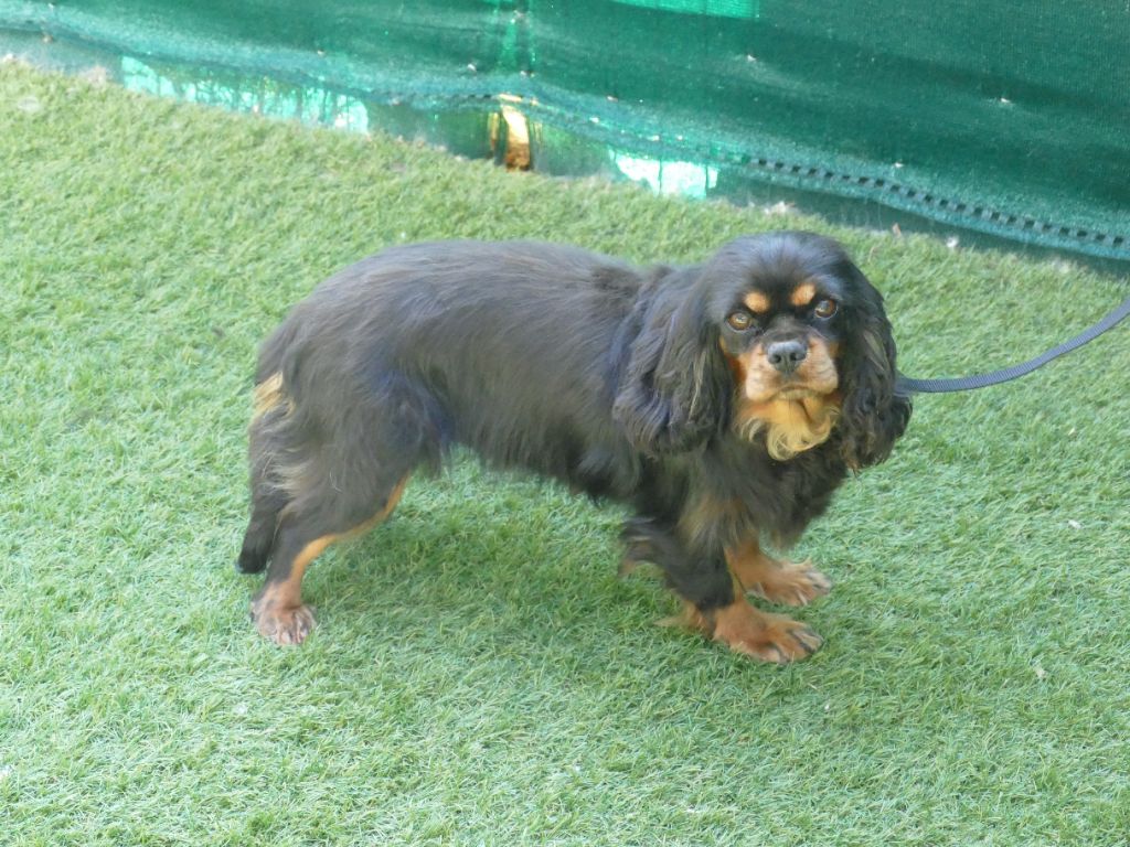 Tiana Du Temps Des Amazones