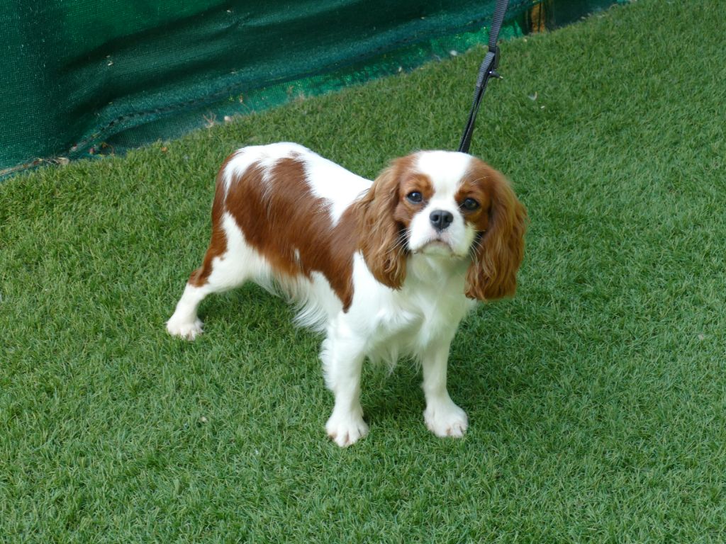 Vakara Du Temps Des Amazones