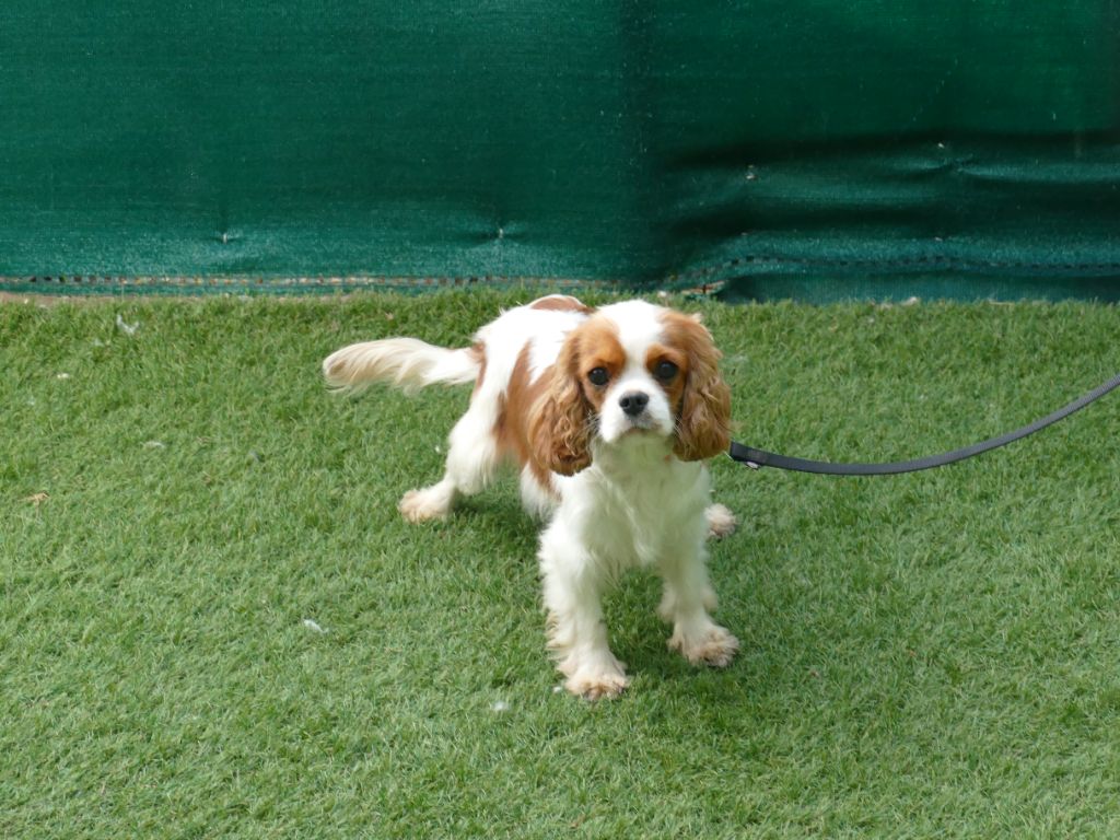 Violeta Du Temps Des Amazones