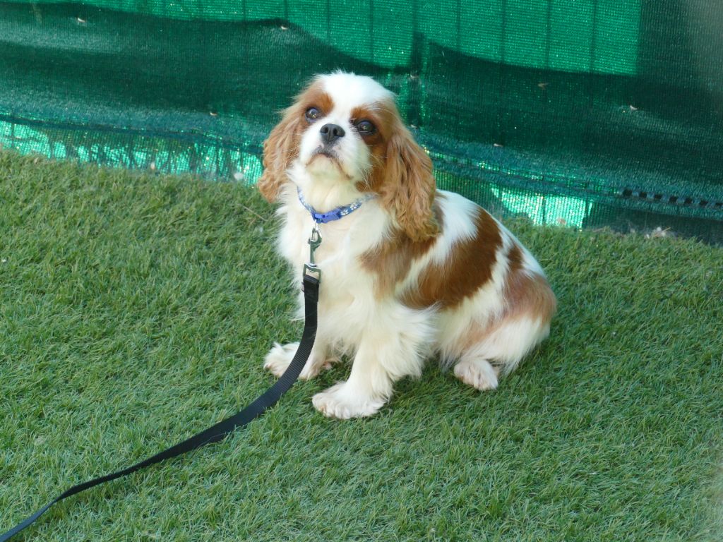 Urielle Du Temps Des Amazones