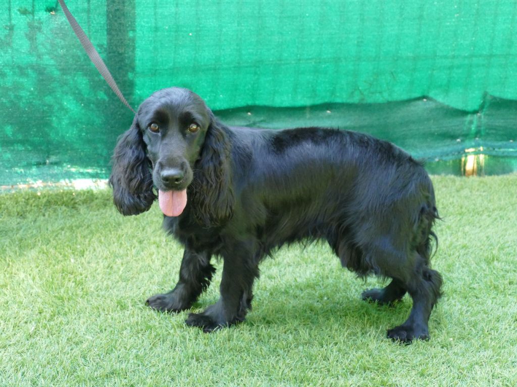 Venus de la Fin'Amor de Larzaelle