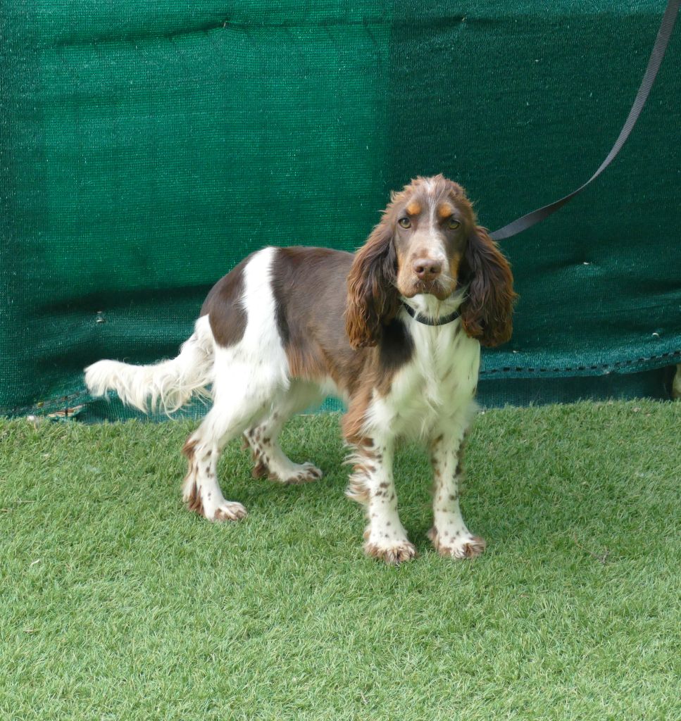 Victoire Du Temps Des Amazones
