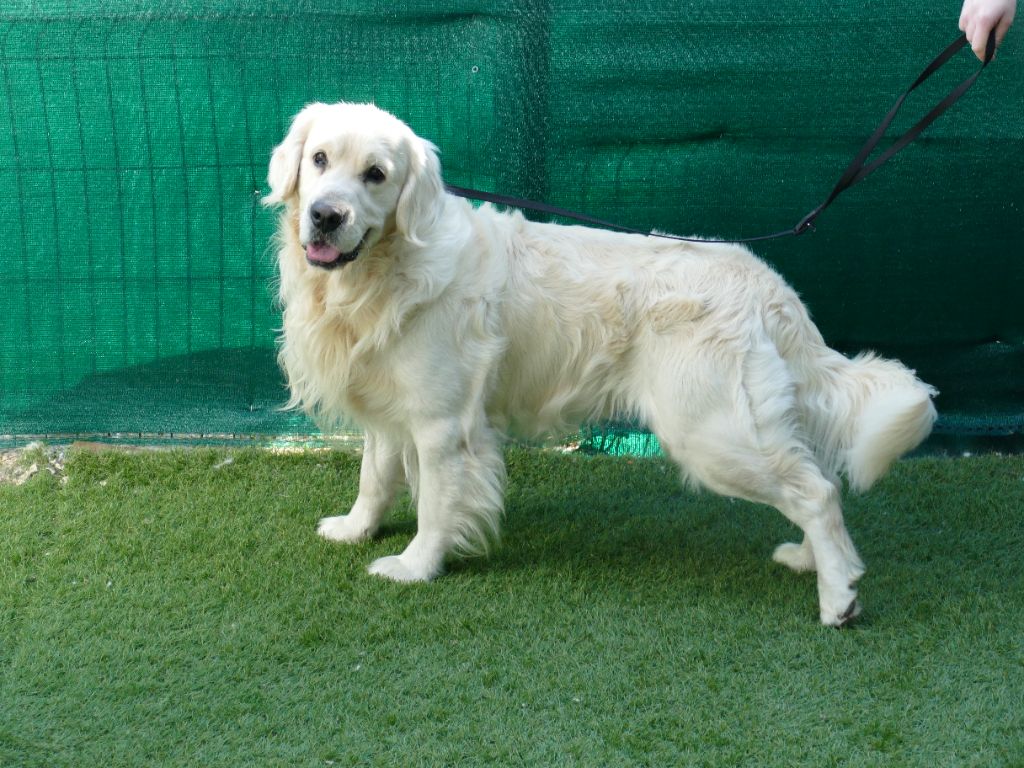 Snoopy Du Domaine Charlésien